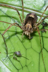 Forsteropsalis inconstans