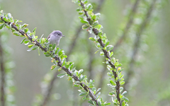 Polioptila nigriceps