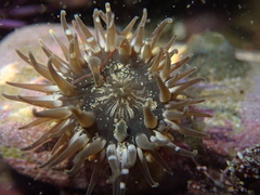 Anthopleura mariae