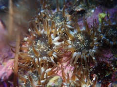 Anthopleura mariae