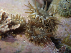 Anthopleura mariae