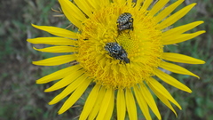 Oxythyrea testaceoguttata