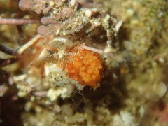 Lissothuria nutriens