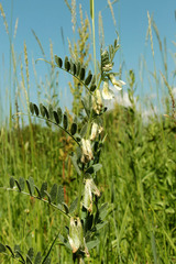 Vicia pannonica