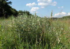 Vicia pannonica