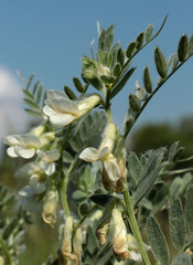 Vicia pannonica