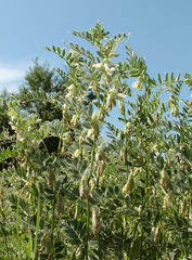 Vicia pannonica