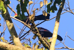 Musophaga rossae