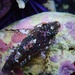 Sharpnose Sculpins - Photo (c) Sean Ono, some rights reserved (CC BY-NC), uploaded by Sean Ono