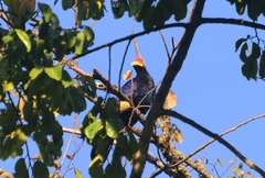 Musophaga rossae