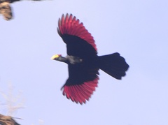 Musophaga rossae