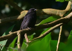 Melaenornis edolioides
