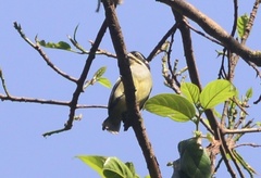 Pogoniulus bilineatus