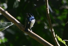 Pogoniulus bilineatus