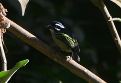 Pogoniulus bilineatus