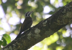 Chloropicus xantholophus