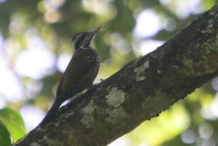 Chloropicus xantholophus