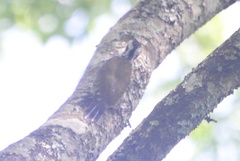 Chloropicus xantholophus