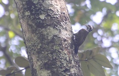 Chloropicus xantholophus