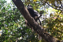 Colobus guereza matschiei