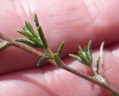 Wahlenbergia cinerea