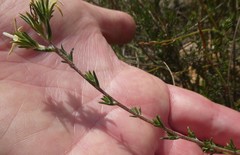 Wahlenbergia cinerea
