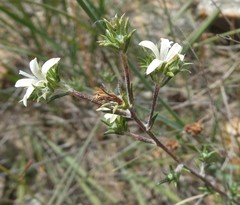 Wahlenbergia cinerea
