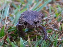 Callulina kisiwamsitu