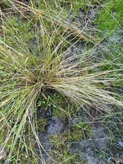 Carex litorosa