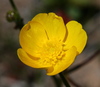 Buttercups, Poppies, and Allies - Photo (c) Cody Hough, some rights reserved (CC BY-NC-SA)
