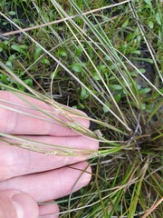 Carex litorosa