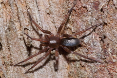 Hypodrassodes maoricus