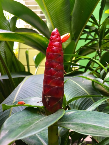 Costus woodsonii