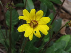 Iostephane trilobata