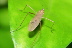 Amphineurus insulsus