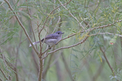 Polioptila nigriceps