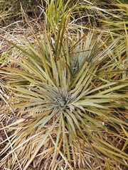 Aciphylla colensoi