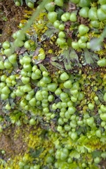 Mannia androgyna