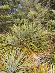 Aciphylla colensoi