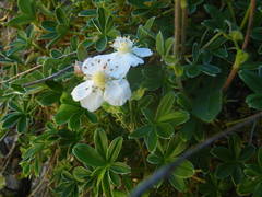 Potentilla alchimilloides