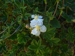 Potentilla alchimilloides