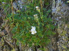 Potentilla alchimilloides