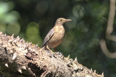 Turdus simillimus