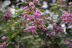 Lespedeza bicolor
