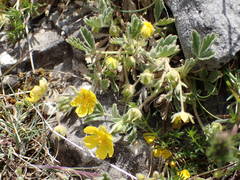 Potentilla cinerea