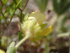 Potentilla cinerea