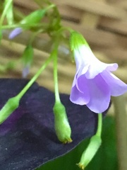 Oxalis triangularis