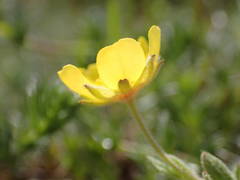 Potentilla cinerea