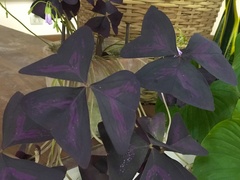 Oxalis triangularis