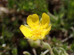 Potentilla cinerea